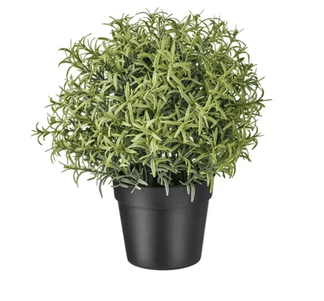 假植物盆栽
